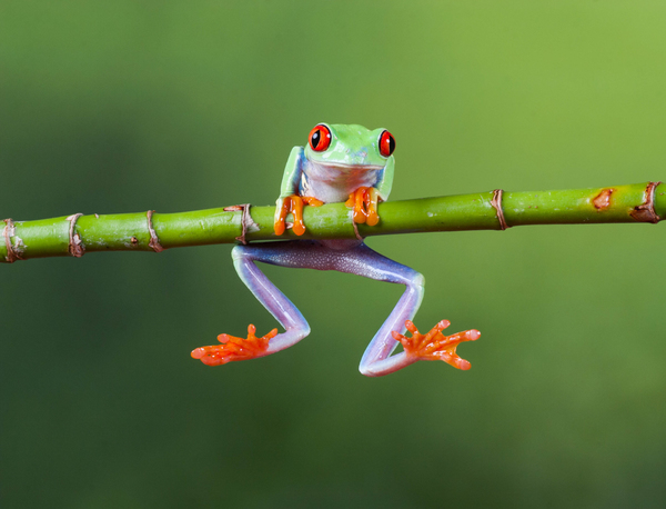 Frogs- Hanging Around