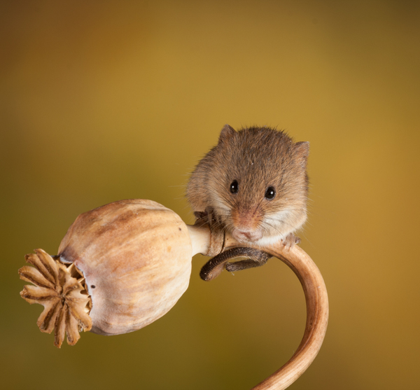 Harvest Mice 1
