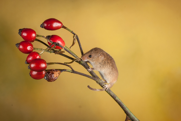 Harvest Mice 4
