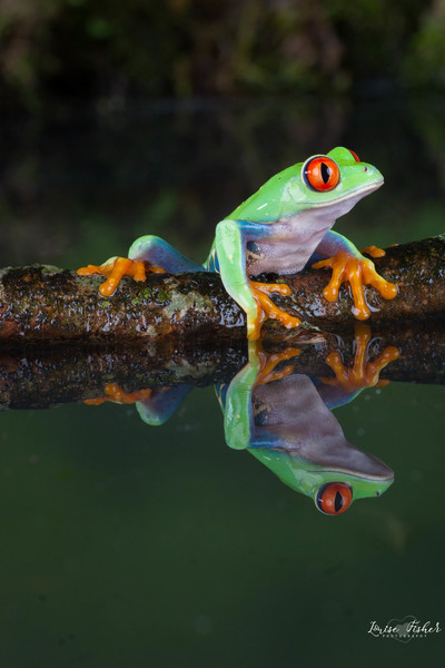 Frog Reflection