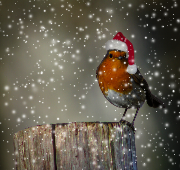 Christmas Robin