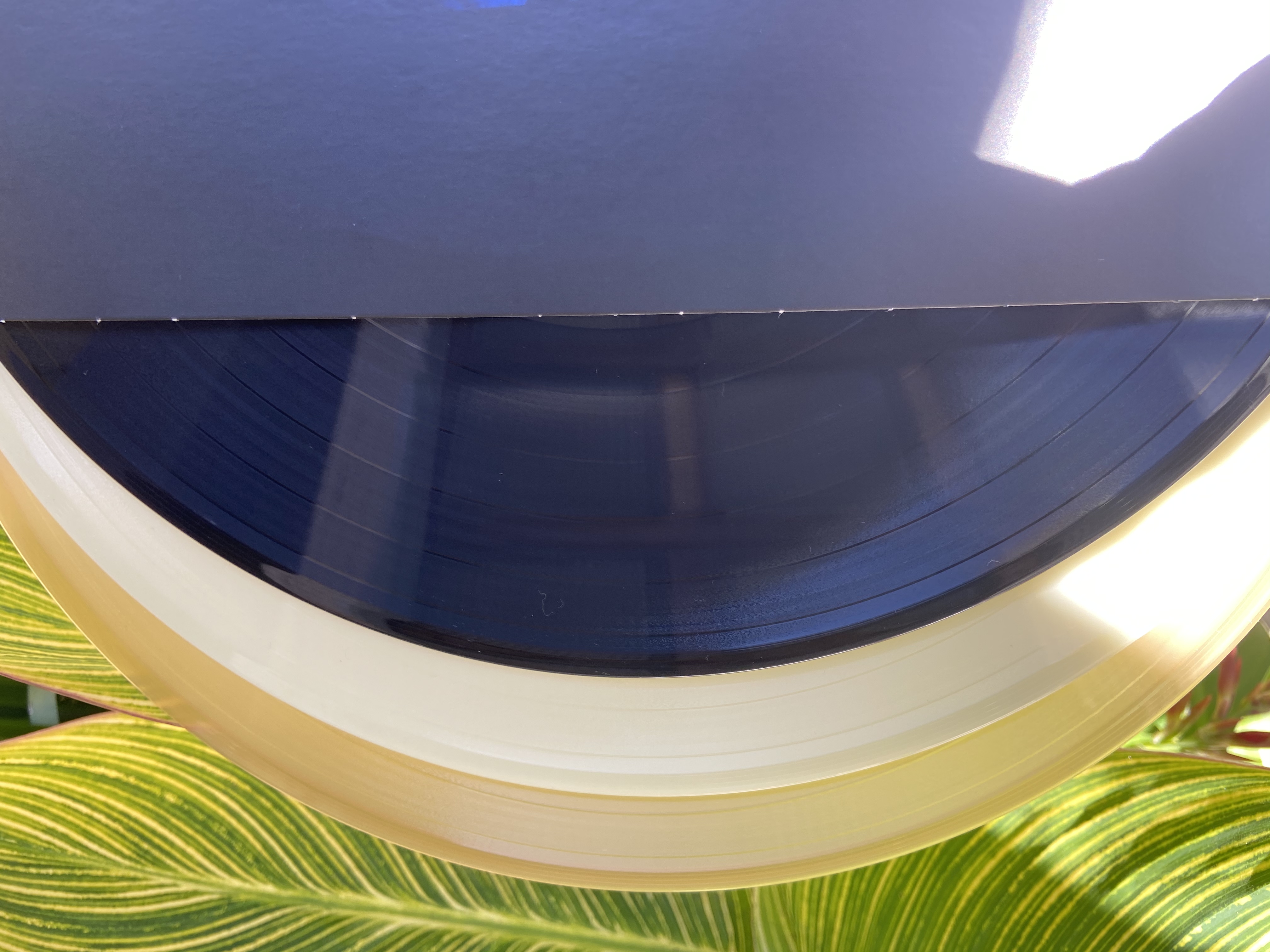 Product shots of Field Mouse - Meaning