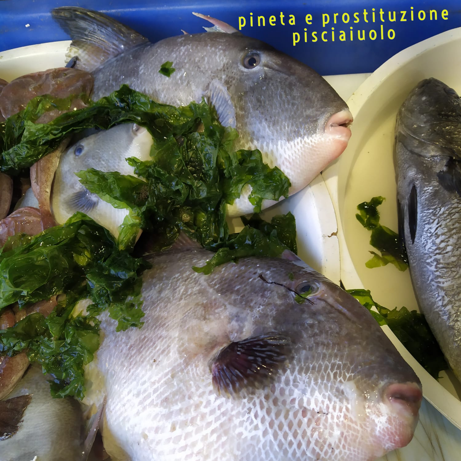 Pineta e Prostituzione - Pisciaiuolo