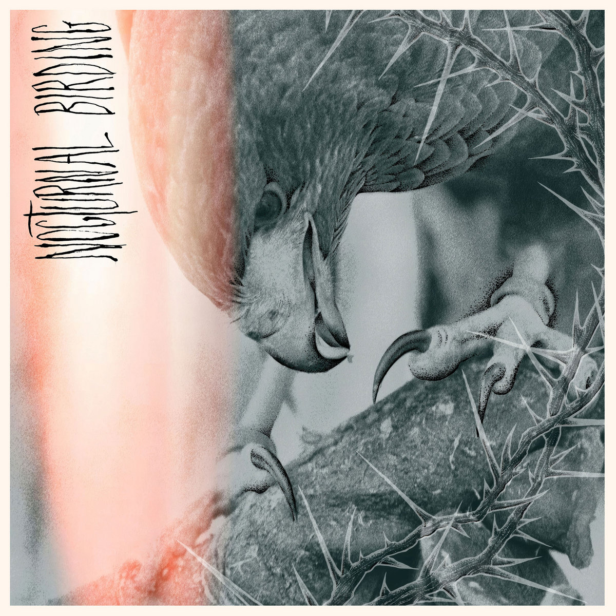 AUTHOR & PUNISHER - NOCTURNAL BIRDING