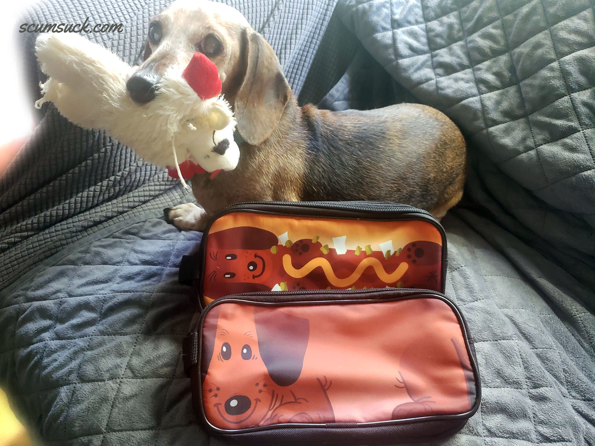 Pouches: Dachshunds