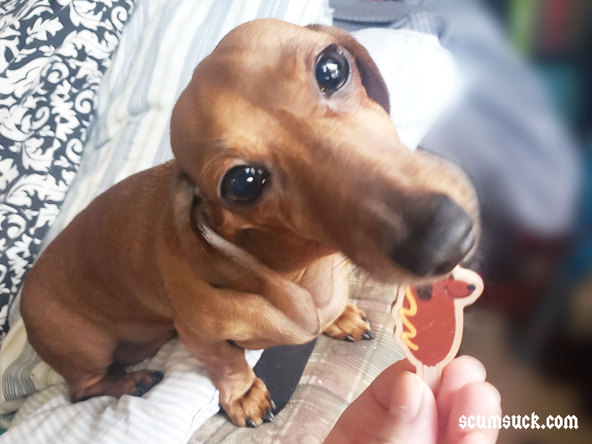 Pins (wood): Dachshund Foods