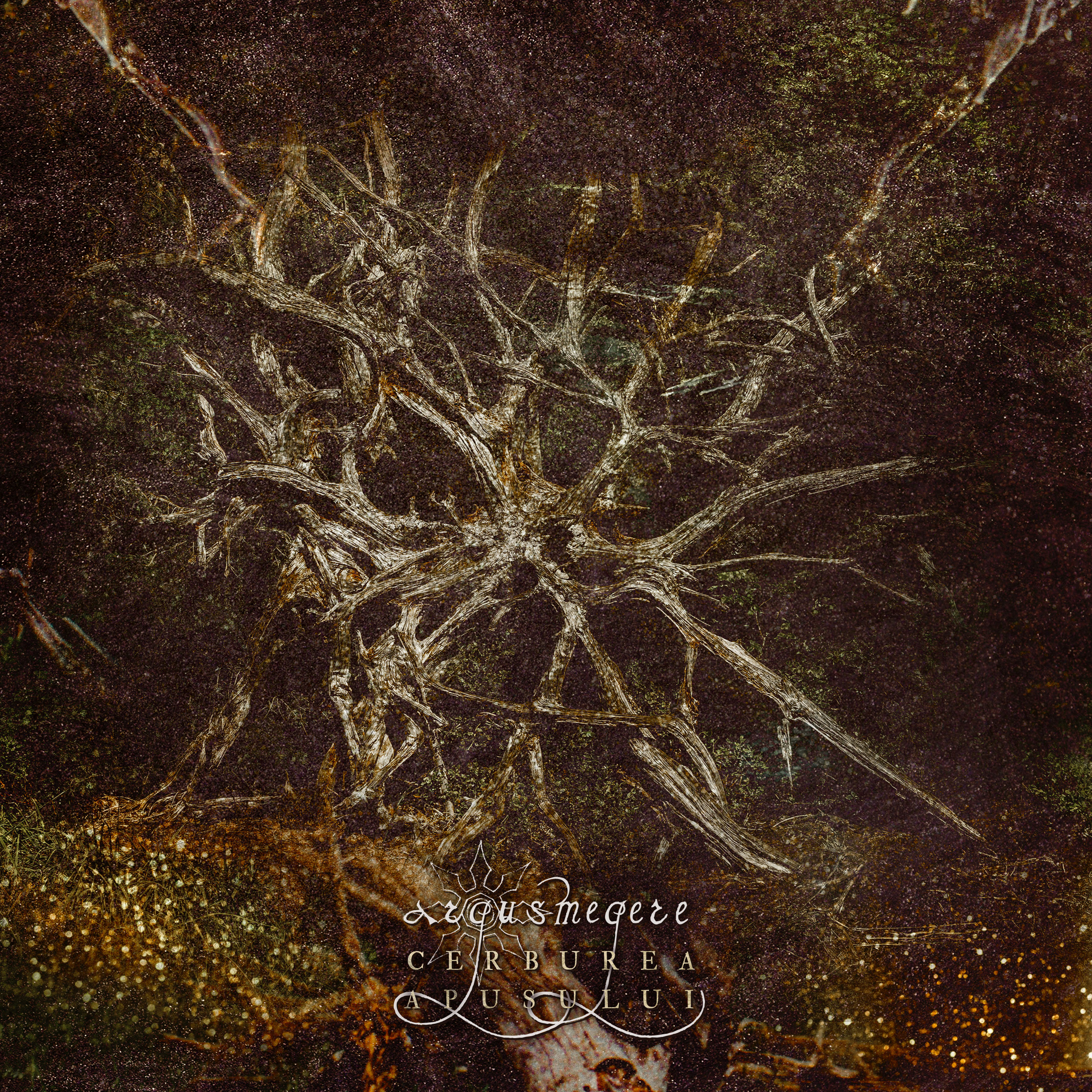 Argus Megere - Cerburea apusului