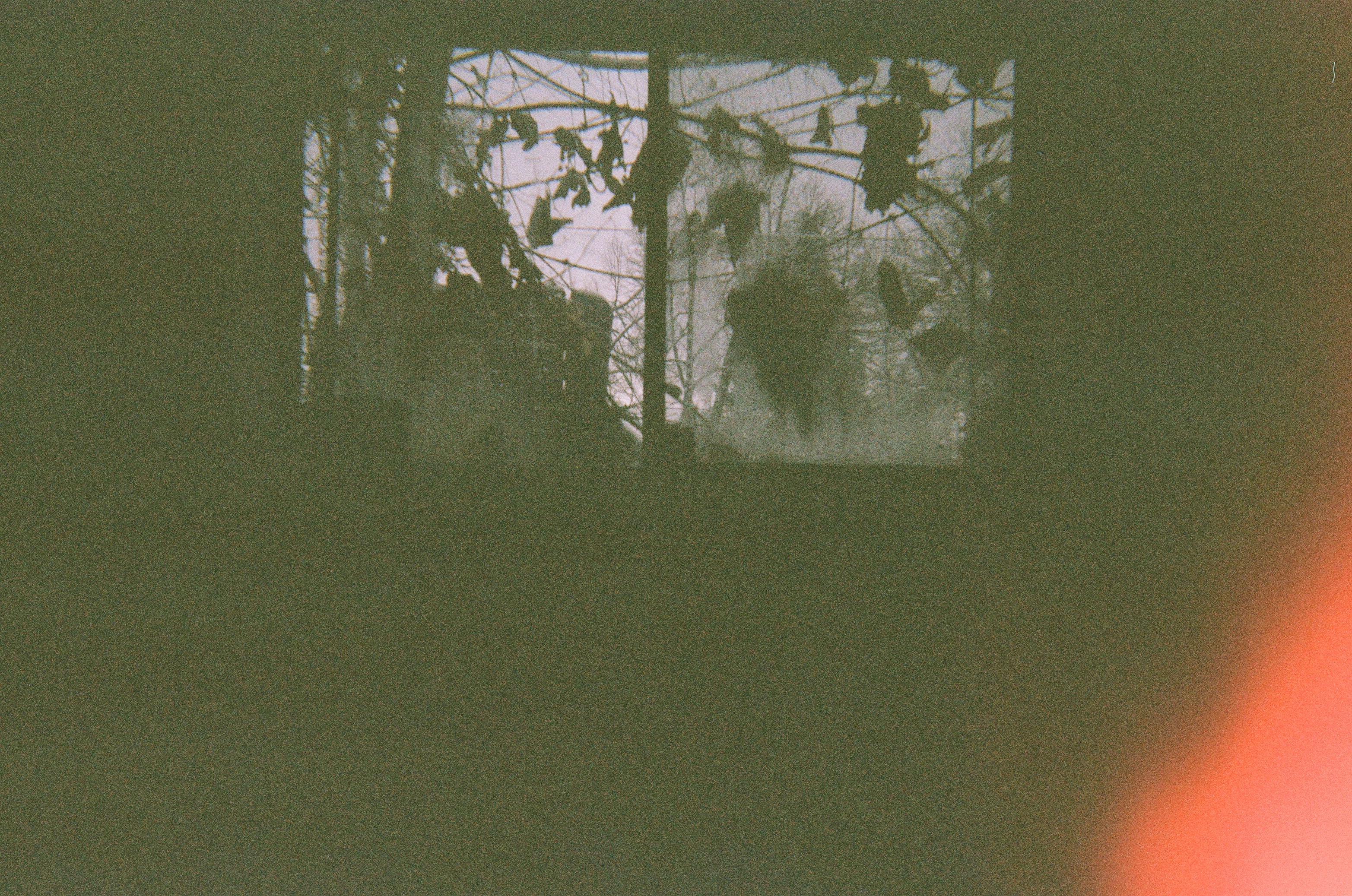 corvid-orchard-plot-line-records-fort-collins