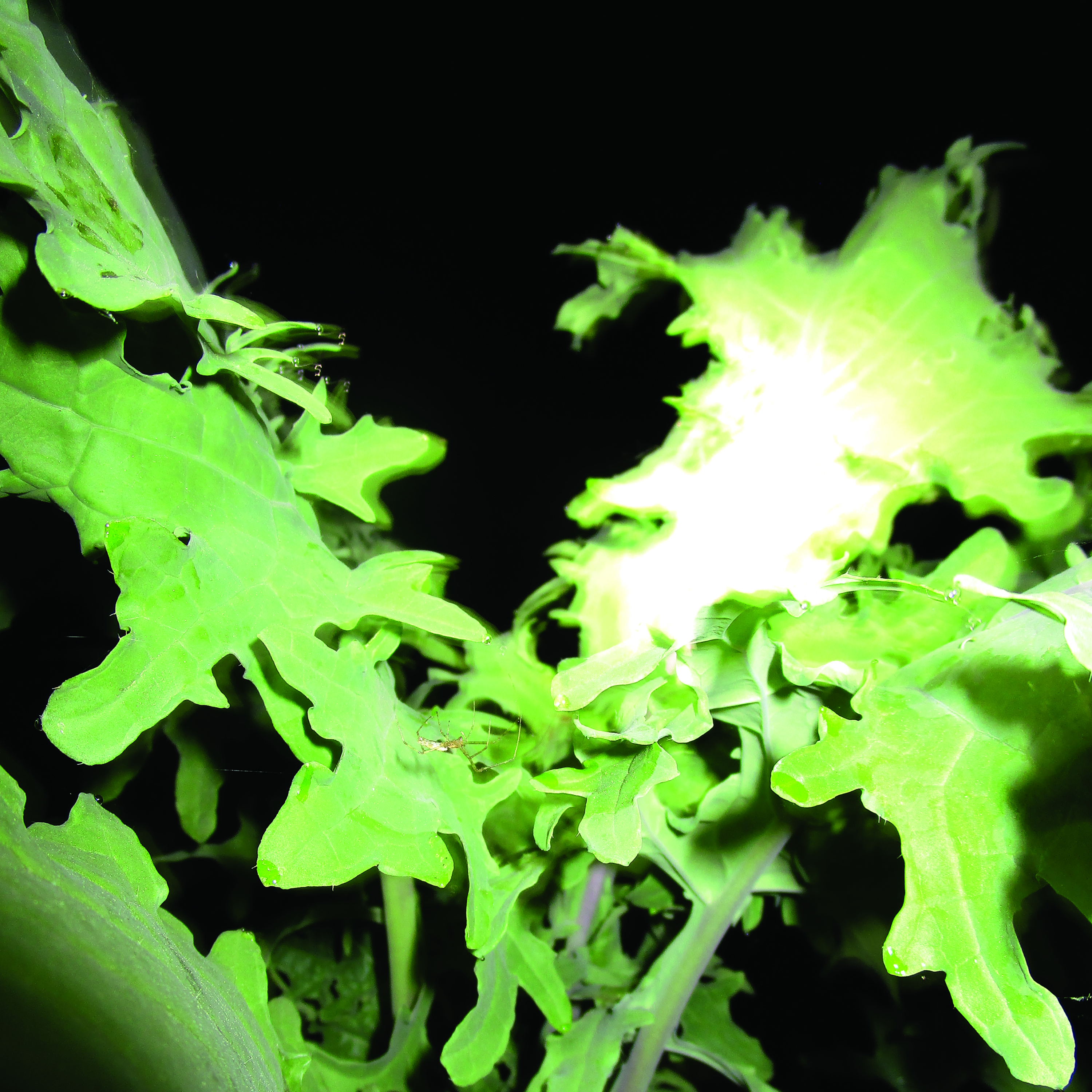 Reaches - The Land Is Kind