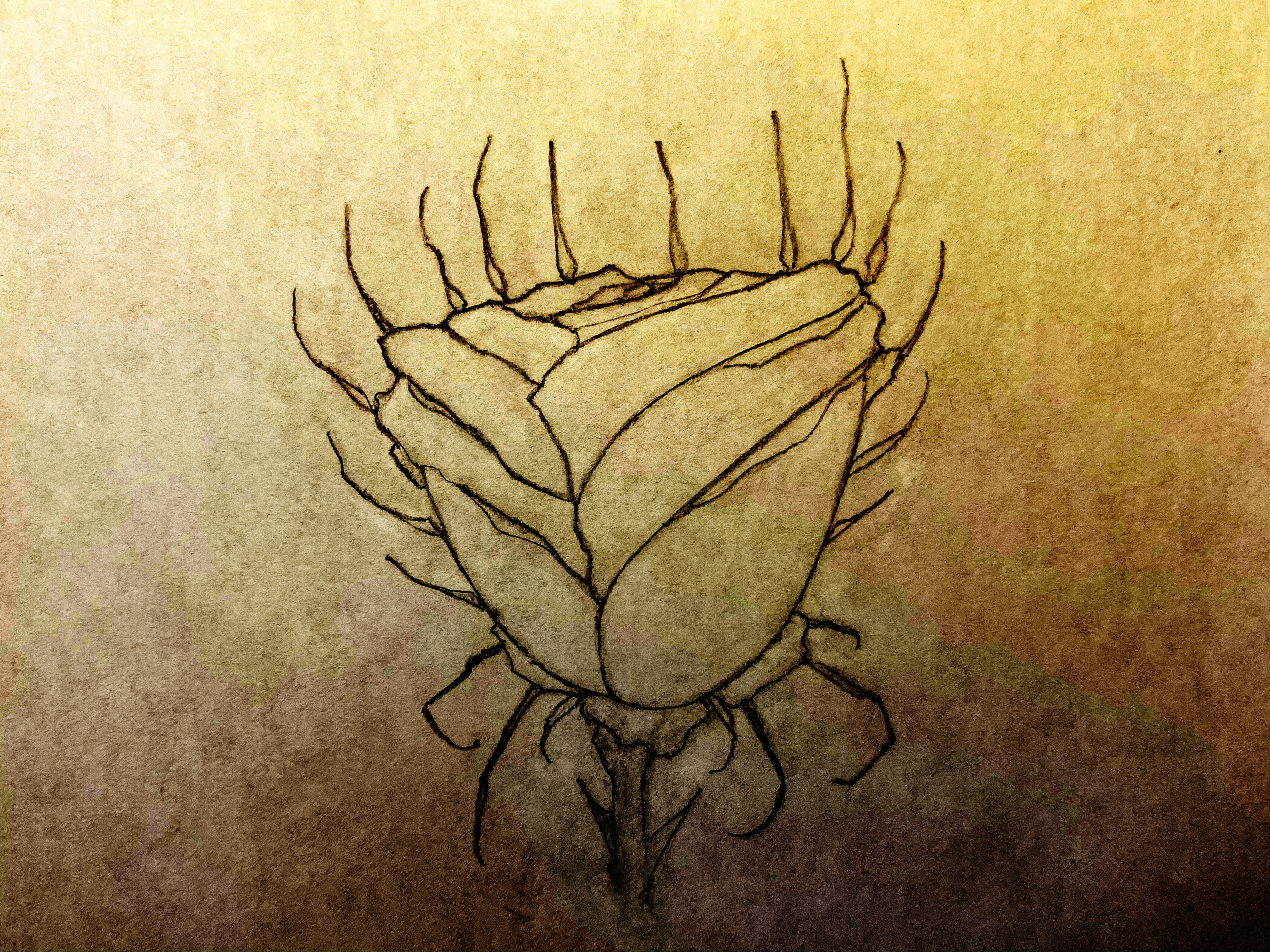 Seashell and Moonflower