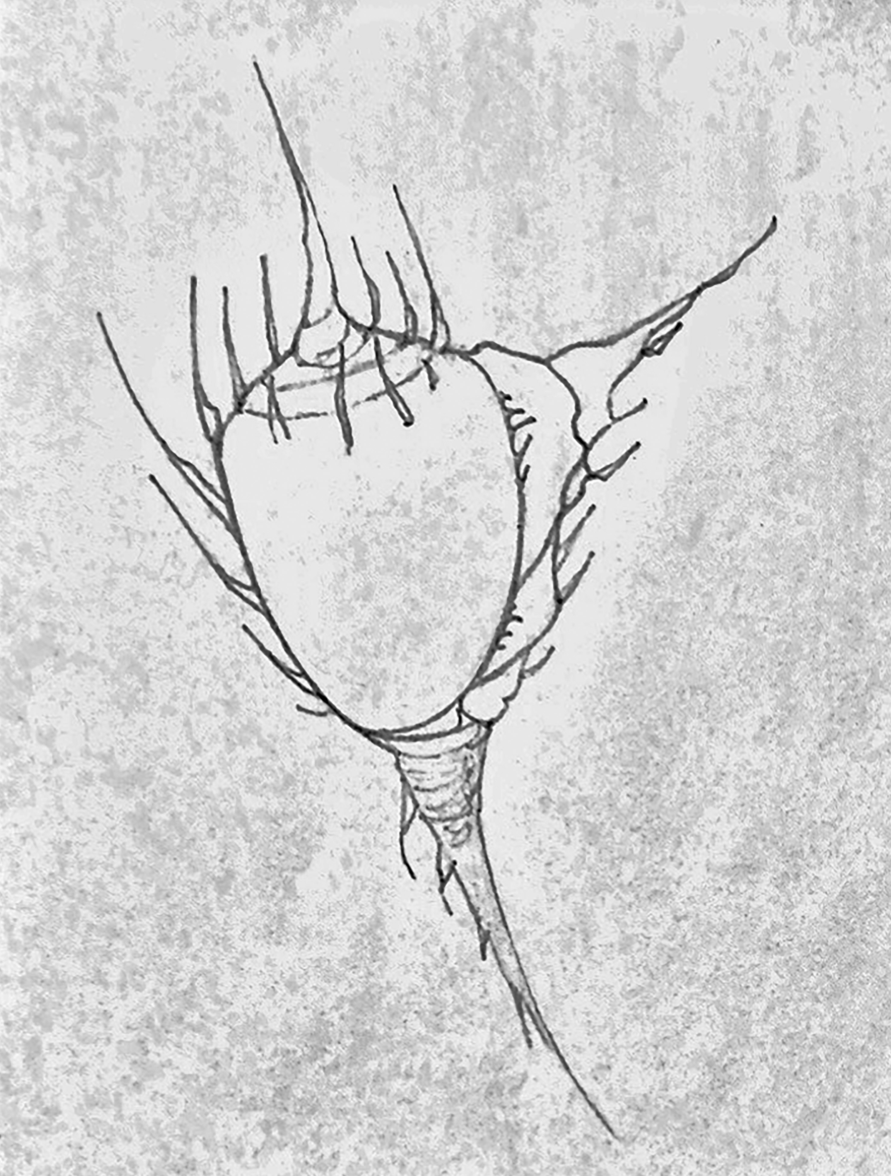 Seashell and Moonflower