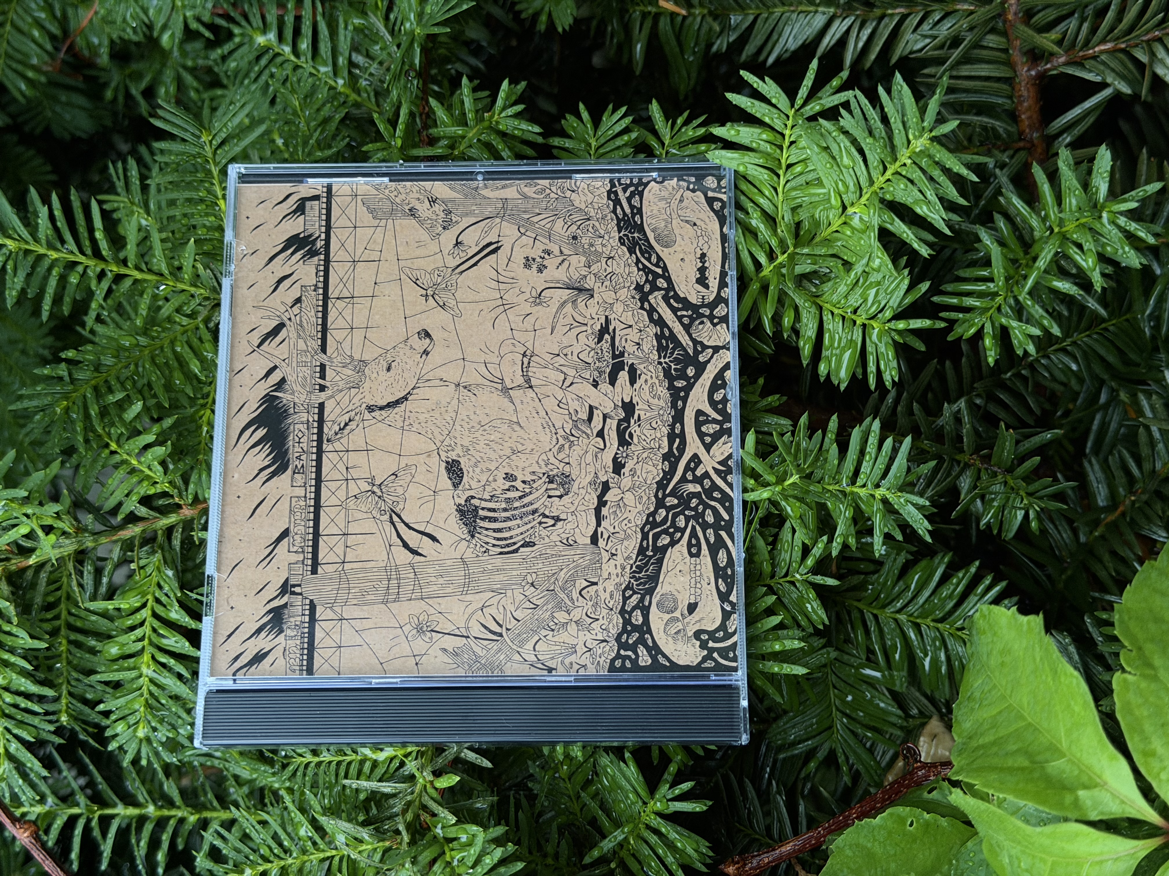 th107 Wounded Deer / I see you in everything