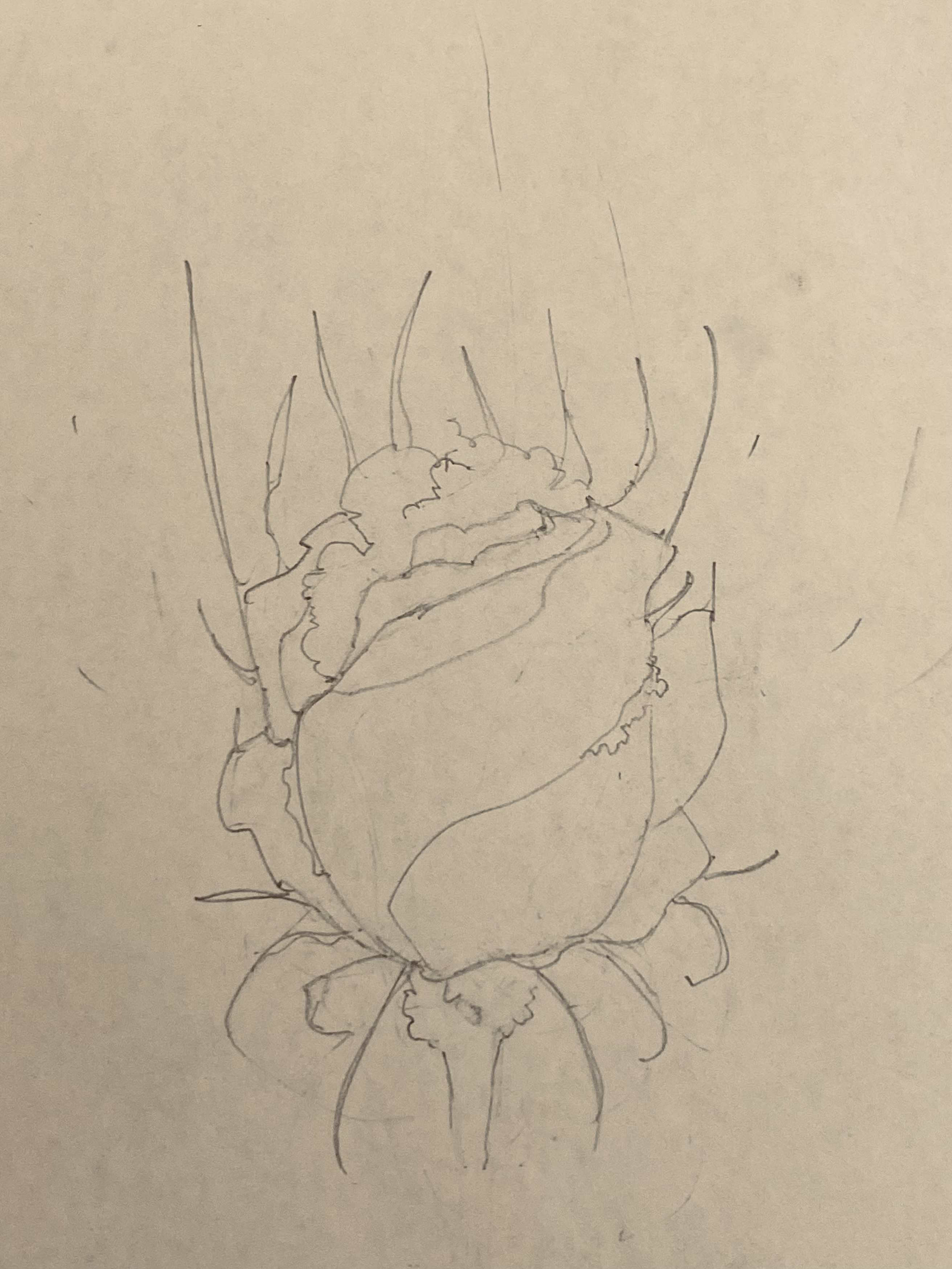 Flora II